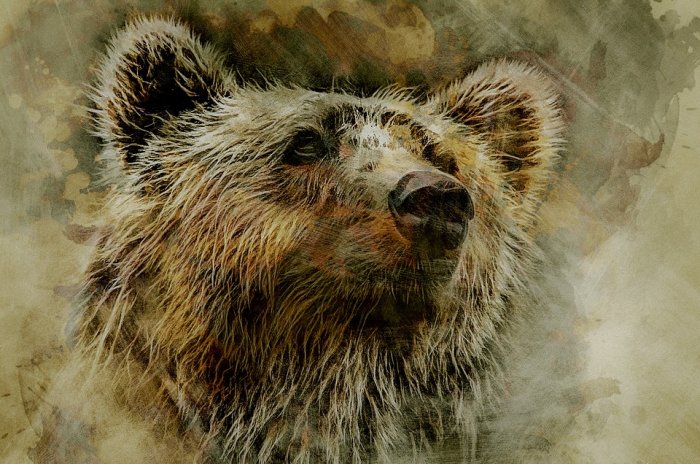 Grizzly Bear Kodiak Head Portrait Nature Predator